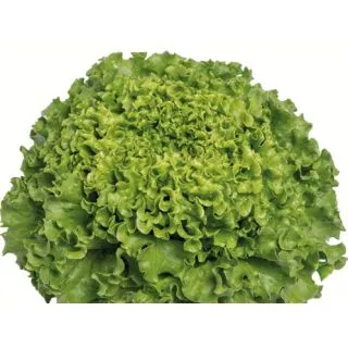 Compra LECHUGA BONALISA Pildorada (5.000 Semillas) en la tienda online Fito Agrícola