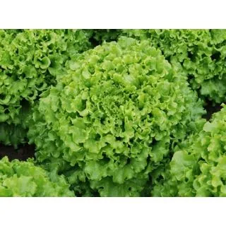 Compra LECHUGA CAIPIRA Pildorada (5.000 Semillas) en la tienda online Fito Agrícola