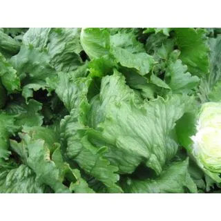 Compra LECHUGA CHAVELA Pildorada (10.000 Semillas) en la tienda online Fito Agrícola