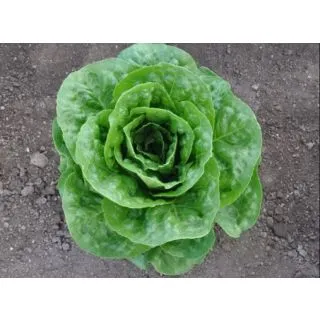 Compra LECHUGA CLOUNY Pildorada (10.000 Semillas) en la tienda online Fito Agrícola