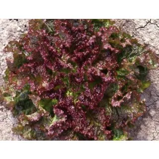 Compra LECHUGA ROLINA Pildorada (5.000 Semillas) en la tienda online Fito Agrícola