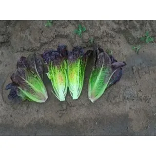 Compra LECHUGA FARAMIR ECOLÓGICA Pildorada (10.000 Semillas) en la tienda online Fito Agrícola