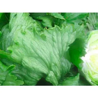 Compra LECHUGA GRECO Pildorada (10.000 Semillas) en la tienda online Fito Agrícola