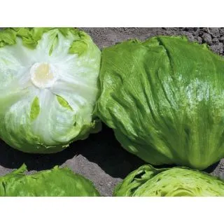 Compra LECHUGA HAGNUS Pildorada (10.000 Semillas) en la tienda online Fito Agrícola