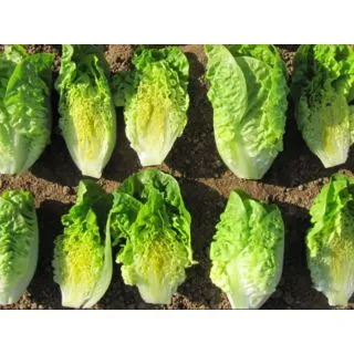 Compra LECHUGA INCITATOS Pildorada (10.000 Semillas) en la tienda online Fito Agrícola
