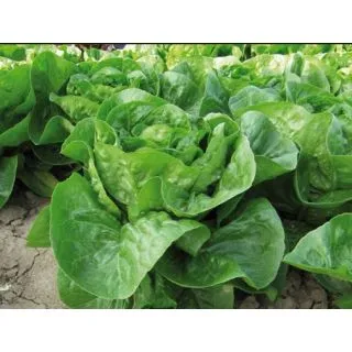 Compra LECHUGA KAIDU Pildorada (10.000 Semillas) en la tienda online Fito Agrícola