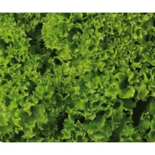 Compra LECHUGA KELI Pildorada (10.000 Semillas) en la tienda online Fito Agrícola