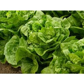 Compra LECHUGA KHAN Pildorada (10.000 Semillas) en la tienda online Fito Agrícola