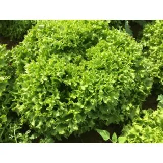 Compra LECHUGA LABIBA Pildorada (10.000 Semillas) en la tienda online Fito Agrícola