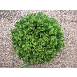 Compra LECHUGA MARITIMA Pildorada (5.000 Semillas) en la tienda online Fito Agrícola