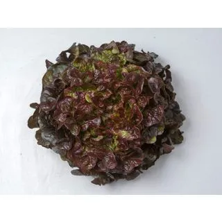 Compra LECHUGA MATHIX Pildorada (10.000 Semillas) en la tienda online Fito Agrícola