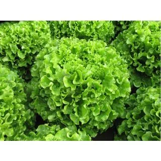 Compra LECHUGA MELINA Pildorada (10.000 Semillas) en la tienda online Fito Agrícola