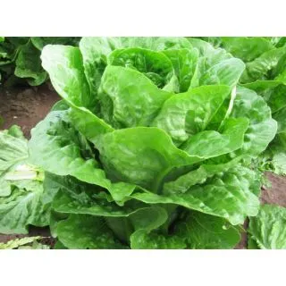 Compra LECHUGA MEZQUITE Pildorada (10.000 Semillas) en la tienda online Fito Agrícola