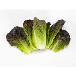 Compra LECHUGA MOONRED Pildorada (10.000 Semillas) en la tienda online Fito Agrícola