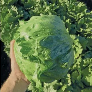 Compra LECHUGA NOLAF Pildorada (10.000 Semillas) en la tienda online Fito Agrícola