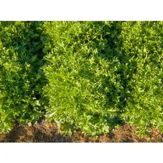 Compra ESCAROLA BENEFINE Pildorada (5.000 Semillas) en la tienda online Fito Agrícola