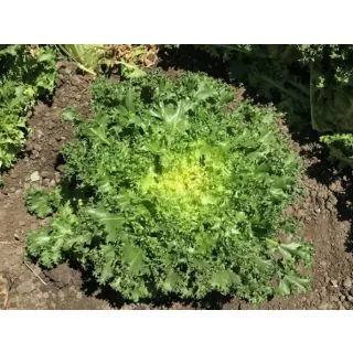 Compra ESCAROLA CARLETA Pildorada (10.000 Semillas) en la tienda online Fito Agrícola