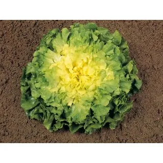 Compra ESCAROLA CONGO Pildorada (10.000 Semillas) en la tienda online Fito Agrícola