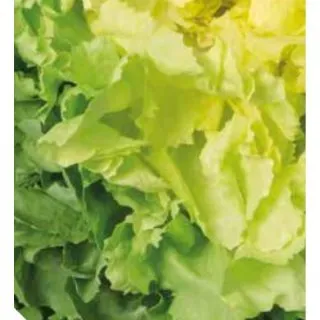 Compra ESCAROLA CUÁDRIGA Pildorada (10.000 Semillas) en la tienda online Fito Agrícola