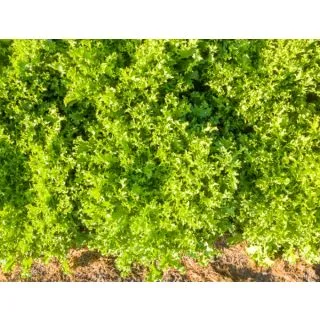 Compra ESCAROLA MYRNA Pildorada (10.000 Semillas) en la tienda online Fito Agrícola