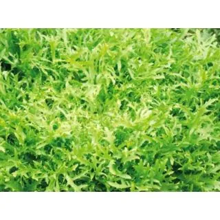 Compra ESCAROLA PRIMAFINE Pildorada (10.000 Semillas) en la tienda online Fito Agrícola