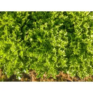 Compra ESCAROLA TEBAS Pildorada (10.000 Semillas) en la tienda online Fito Agrícola