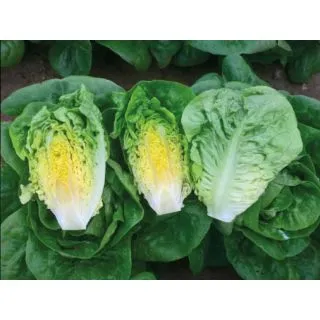 Compra LECHUGA ALMADRABA ECOLÓGICA Pildorada (10.000 Semillas) en la tienda online Fito Agrícola