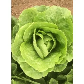 Compra LECHUGA ASLAN Pildorada (10.000 Semillas) en la tienda online Fito Agrícola