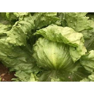 Compra LECHUGA BERRUGUETE ECOLÓGICA Pildorada (10.000 Semillas) en la tienda online Fito Agrícola