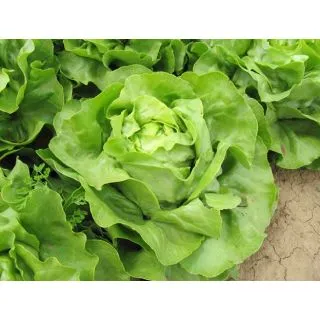 Compra LECHUGA KRAKEN Pildorada (10.000 Semillas) en la tienda online Fito Agrícola