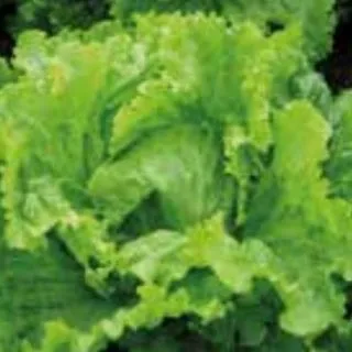 Compra LECHUGA MARCORD ECOLÓGICA Pildorada (10.000 Semillas) en la tienda online Fito Agrícola