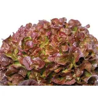 Compra LECHUGA OPALIX ECOLÓGICA Pildorada (10.000 Semillas) en la tienda online Fito Agrícola