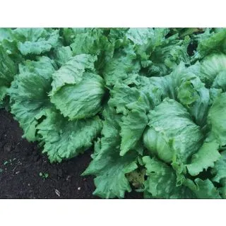Compra LECHUGA SANCHO Pildorada (10.000 Semillas) en la tienda online Fito Agrícola