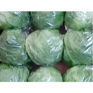 Compra LECHUGA QUETGLAS ECOLÓGICA Pildorada (10.000 Semillas) en la tienda online Fito Agrícola