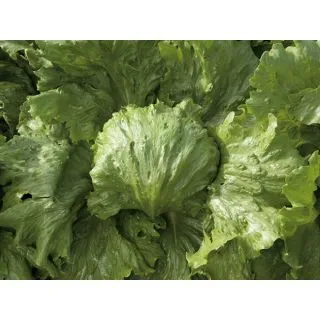 Compra LECHUGA SAULA Pildorada (10.000 Semillas) en la tienda online Fito Agrícola