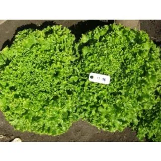 Compra LECHUGA VAIDOSA Pildorada (10.000 Semillas) en la tienda online Fito Agrícola