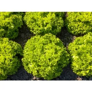 Compra LECHUGA VILI Pildorada (10.000 Semillas) en la tienda online Fito Agrícola