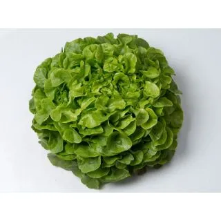 Compra LECHUGA VIZIR Pildorada (10.000 Semillas) en la tienda online Fito Agrícola