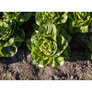 Compra LECHUGA XAROMA Pildorada (10.000 Semillas) en la tienda online Fito Agrícola