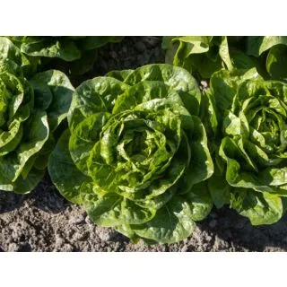 Compra LECHUGA XIMENES ECOLÓGICA Pildorada (10.000 Semillas) en la tienda online Fito Agrícola
