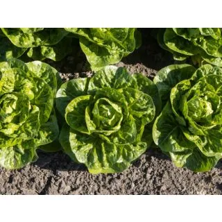 Compra LECHUGA XIOMARA ECOLÓGICA Pildorada (10.000 Semillas) en la tienda online Fito Agrícola