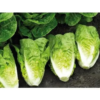 Compra LECHUGA XISCA Pildorada (10.000 Semillas) en la tienda online Fito Agrícola