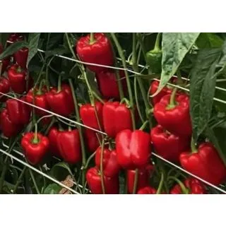 Compra PIMIENTO VANADIO ECOLÓGICO F1 (1000 Semillas). en la tienda online Fito Agrícola