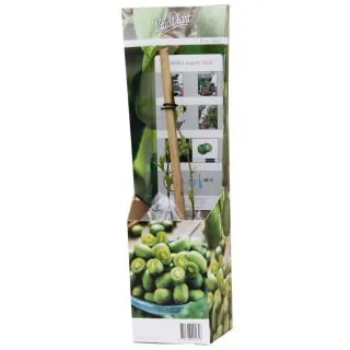 Compra KIWI ARGUTA ISSAI (1 Unid.). en la tienda online Fito Agrícola