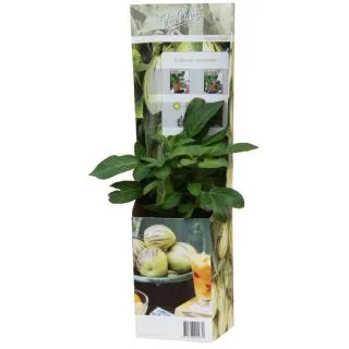 Compra PEPINO GOLD (1 Unid.). en la tienda online Fito Agrícola