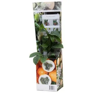 Compra MARACUYÁ FREDERICK (1 Unid.). en la tienda online Fito Agrícola