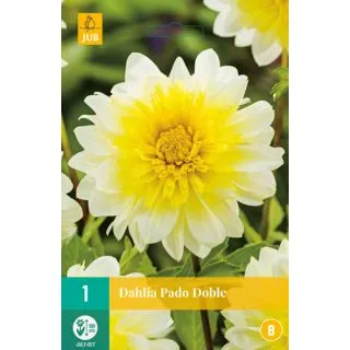 Compra DALIA PASO DOBLE en la tienda online Fito Agrícola