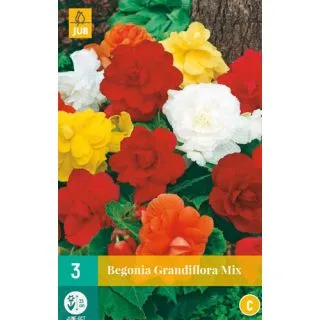 Compra BEGONIA GRANDIFLORA MIX en la tienda online Fito Agrícola