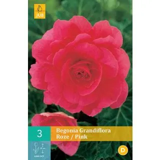 Compra BEGONIA GRANDIFLORA PINK en la tienda online Fito Agrícola