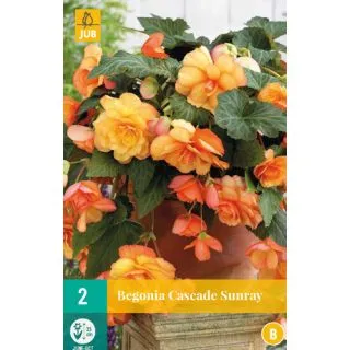 Compra BEGONIA CASCADE SUNRAY en la tienda online Fito Agrícola